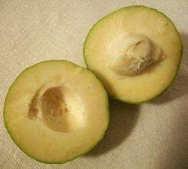   Fruit,nbsp;seed:   Casimiroa edulis ; Photo by E. Weisser, flickr.com
